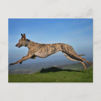Running Brindled Lurcher Greyhound Cross Postcard