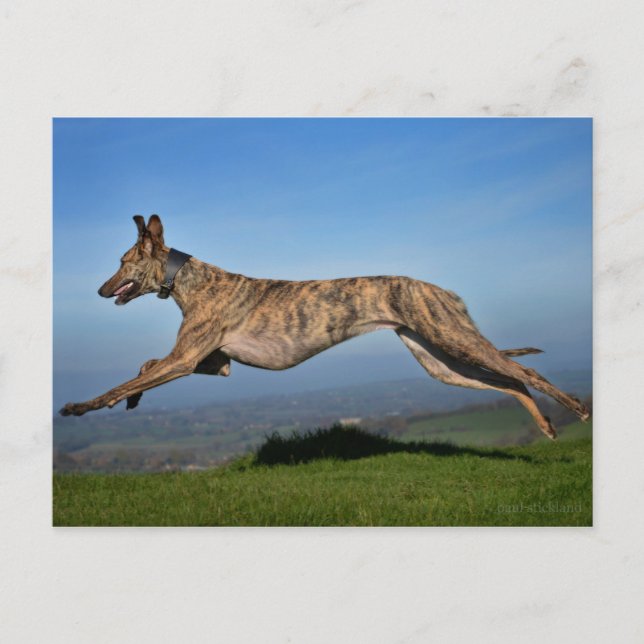 Running Brindled Lurcher Greyhound Cross Postcard (Front)