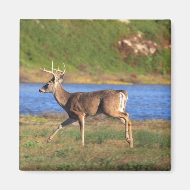 Running Buck Magnet (Front)