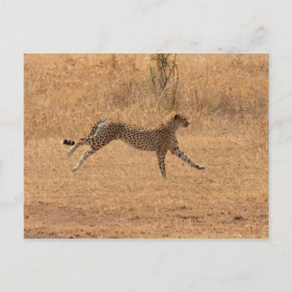 Running Cheetah Postcard