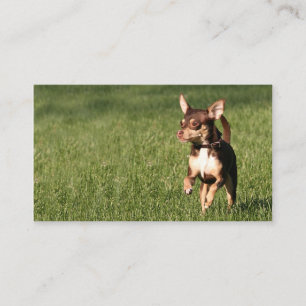Running chihuahua business or profile card