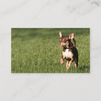 Running chihuahua business or profile card