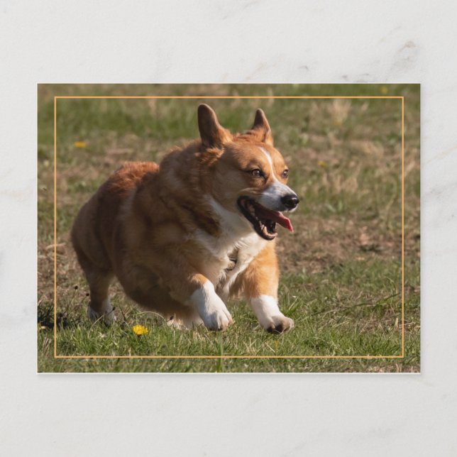Running Corgi Postcard (Front)