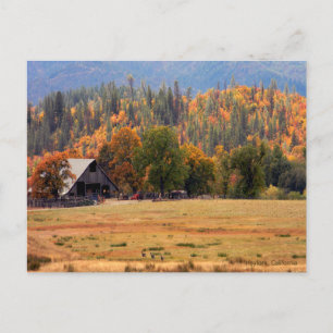 Running deer in the Fall.... Postcard