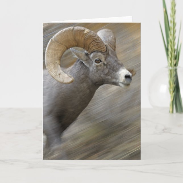 Running Desert Bighorn Card (Front)