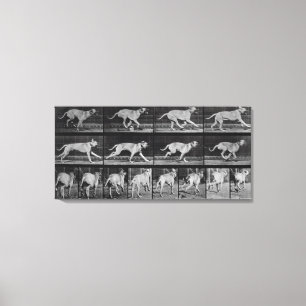 Running Dog, plate 707 from 'Animal Locomotion', 1 Canvas Print