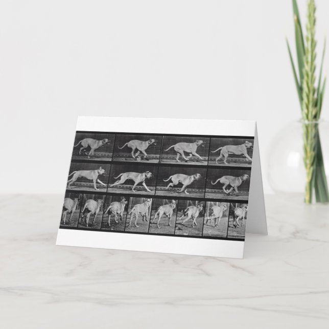 Running Dog, plate 707 from 'Animal Locomotion', 1 Card (Front)