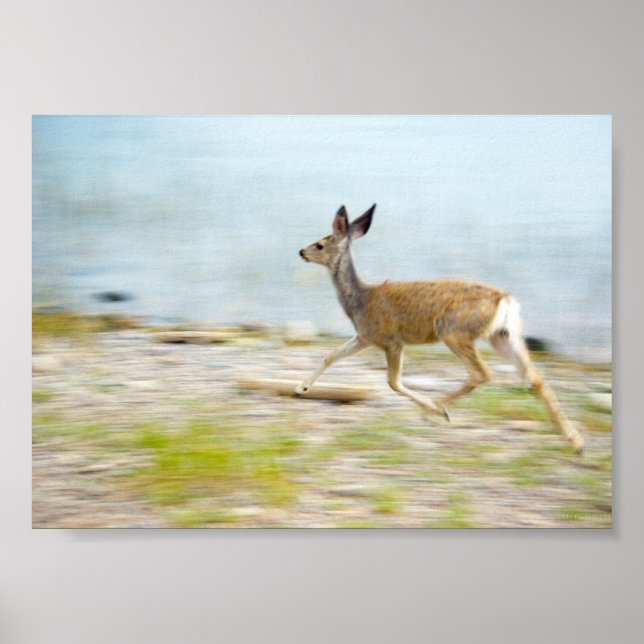 Running Fawn Print (Front)