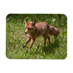 Running fox magnet