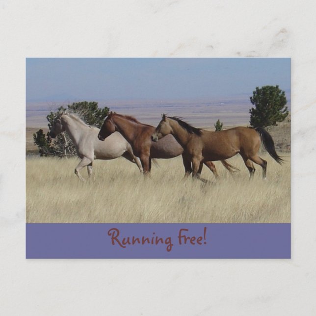 Running Free Postcard (Front)