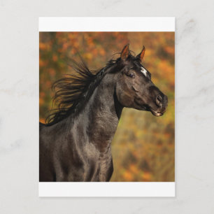 Running Free Postcard