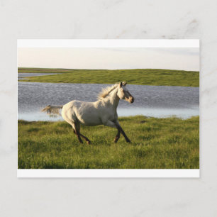 Running Free Postcard