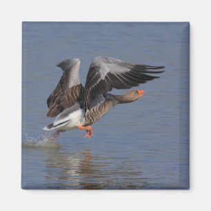 Running Greylag Goose Magnet