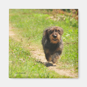 Running happy Dachshund Puppy Magnet