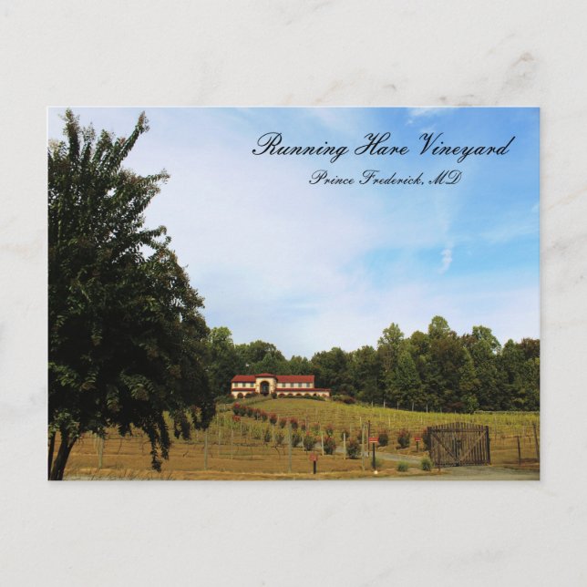 Running Hare Vineyard Postcard (Front)