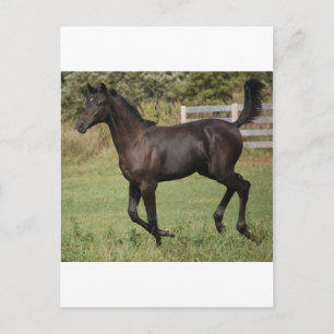 Running-Horse-2 Postcard