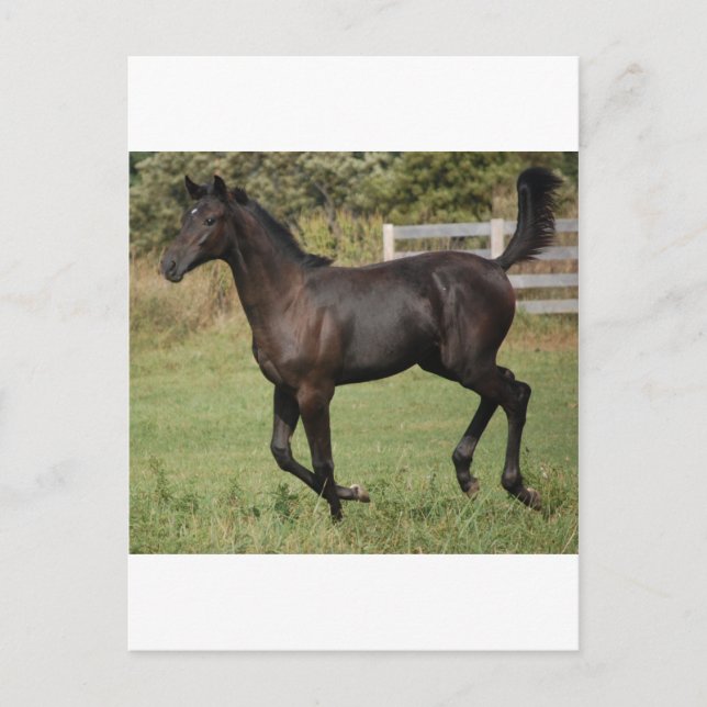 Running-Horse-2 Postcard (Front)