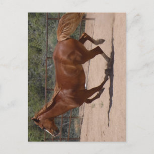 Running horse. postcard