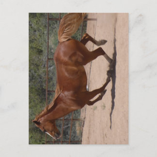 Running horse. postcard