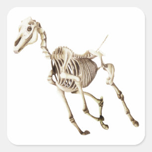 Running Horse Skeleton Square Sticker