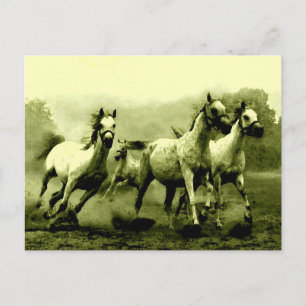 Running Horses Postcard