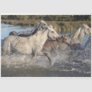 running horses tissue paper