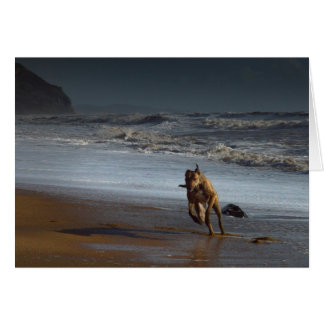 Running Lurcher Greyhound on Beach