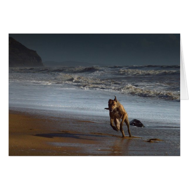 Running Lurcher Greyhound on Beach (Front Horizontal)