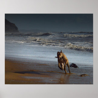Running Lurcher on Beach Poster