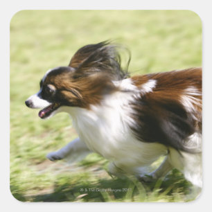 Running Papillon Square Sticker