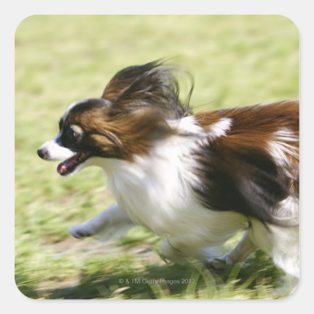 Running Papillon Square Sticker (Front)