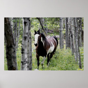 Running Pinto Paint & Forest Horse Photo Poster