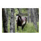 Running Pinto Paint & Forest Horse Photo