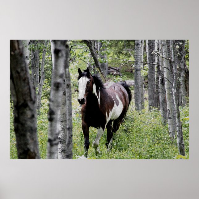 Running Pinto Paint & Forest Horse Photo Poster (Front)