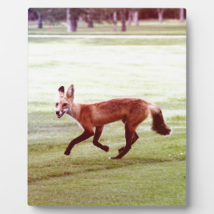 running red fox photograph plaque