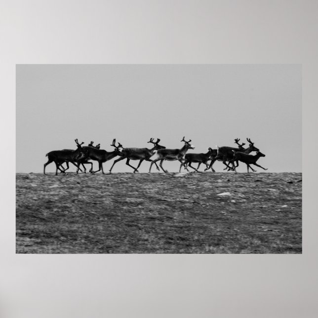 Running Reindeer Poster (Front)