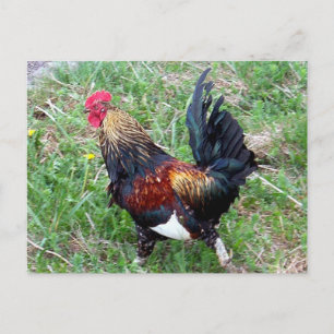 Running Rooster Postcard