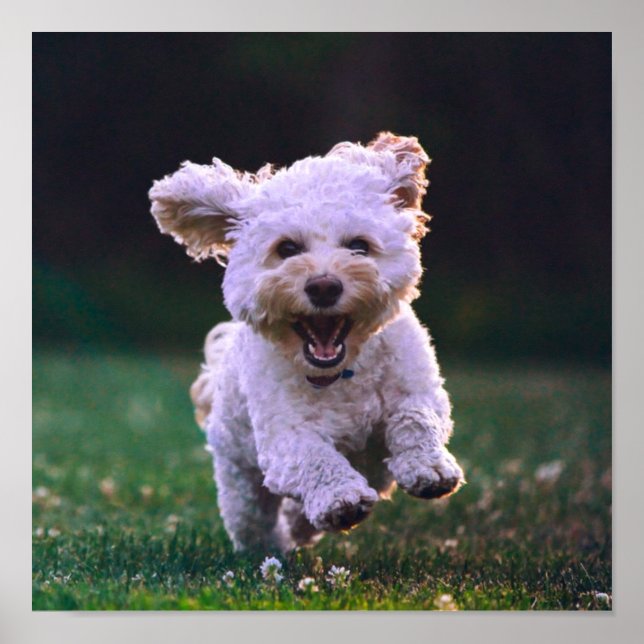 Running White Poodle Cute Dog Poster (Front)