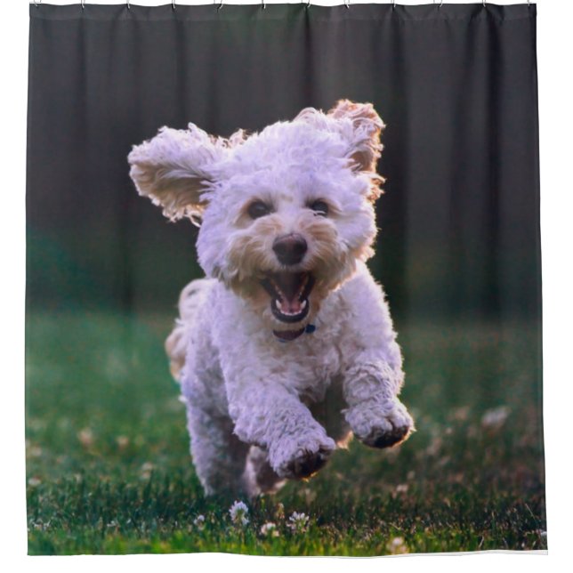 Running White Poodle Cute Dog Shower Curtain (Front)
