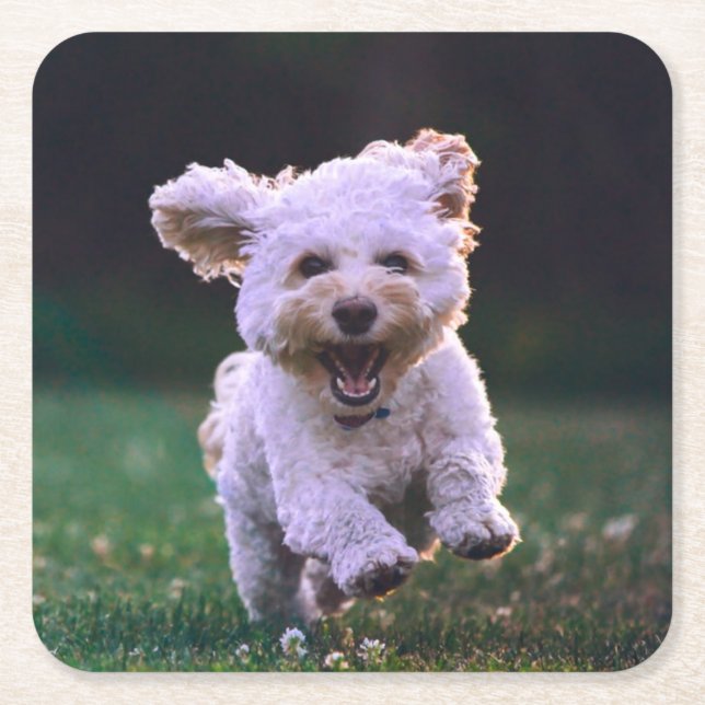 Running White Poodle Cute Dog Square Paper Coaster (Front)