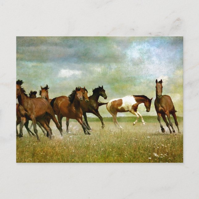 Running Wild Horses - Vintage Creative Art Postcard (Front)