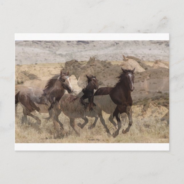 Running with the wild ones postcard (Front)