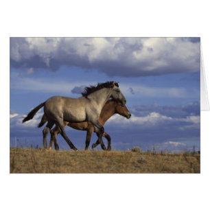 Running Yearlings