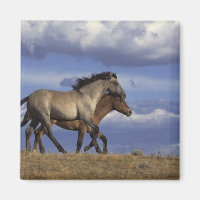 Running Yearlings
