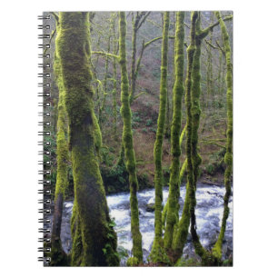 Runoff from Bridal Veil Falls, OR Notebook