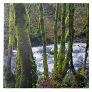 Runoff from Bridal Veil Falls, OR Tile