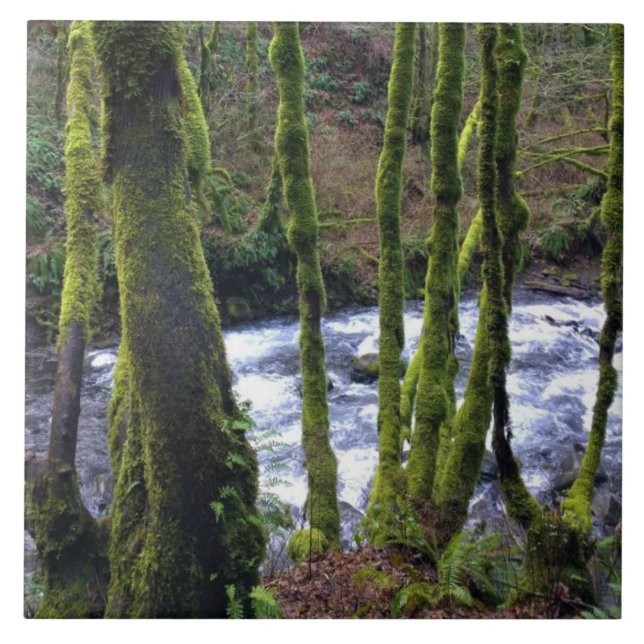 Runoff from Bridal Veil Falls, OR Tile (Front)