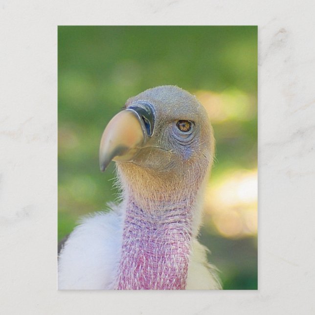 Rupell's Griffon Vulture Postcard (Front)