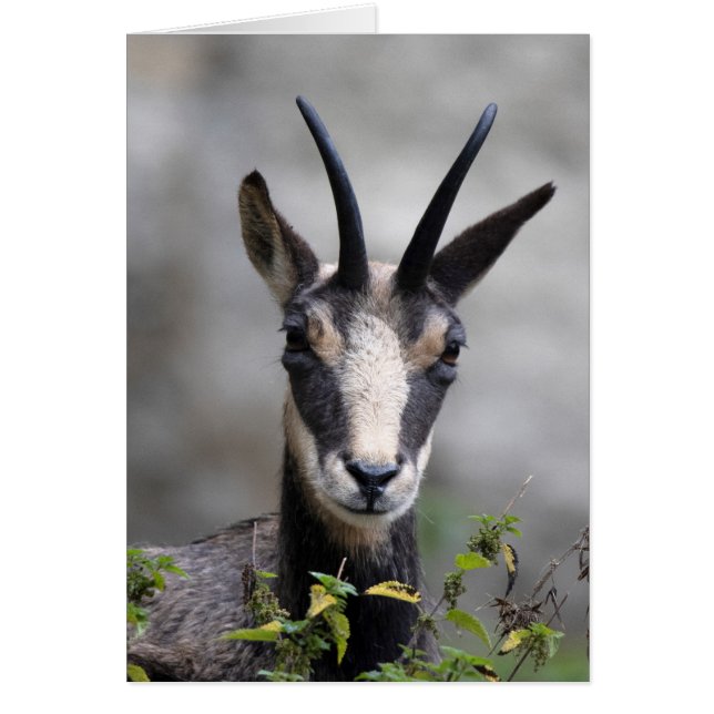 Rupicapra rupicapra (Front)