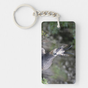 Rupicapra rupicapra key ring